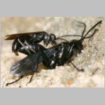 Anoplius nigerrimus - Wegwespen-Paarung 01c OS-Hasbergen-Lehmhuegel.jpg